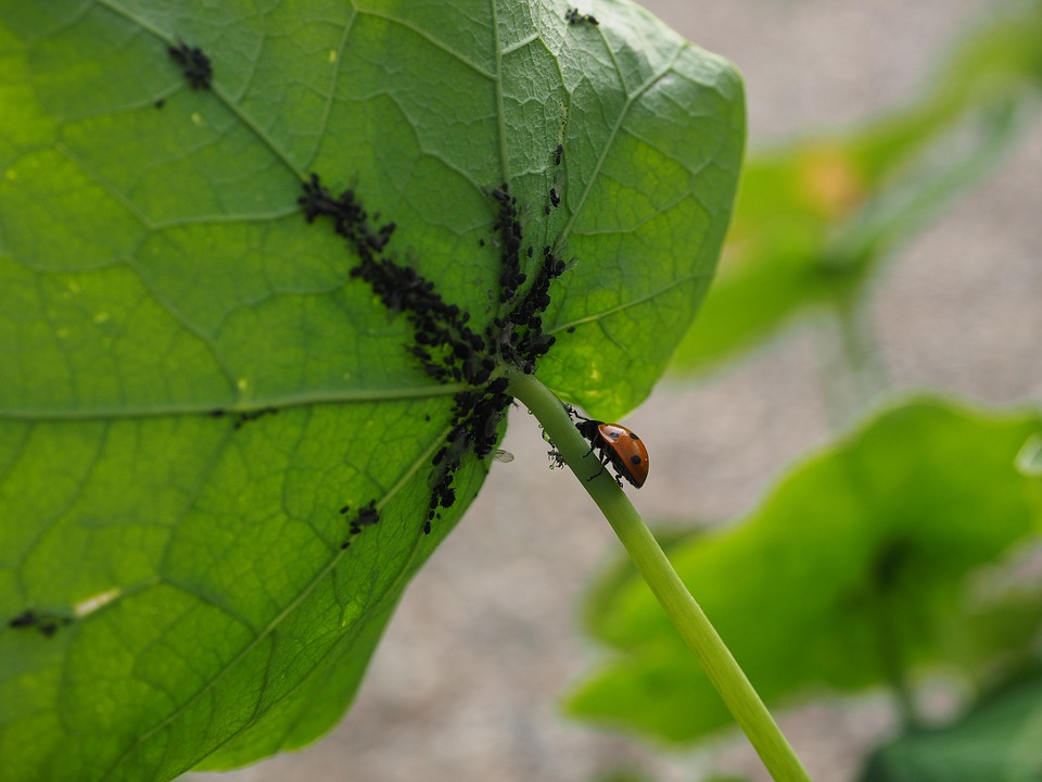 ladybug-1271997_960_720