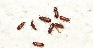 infestazioni delle derrate alimentari