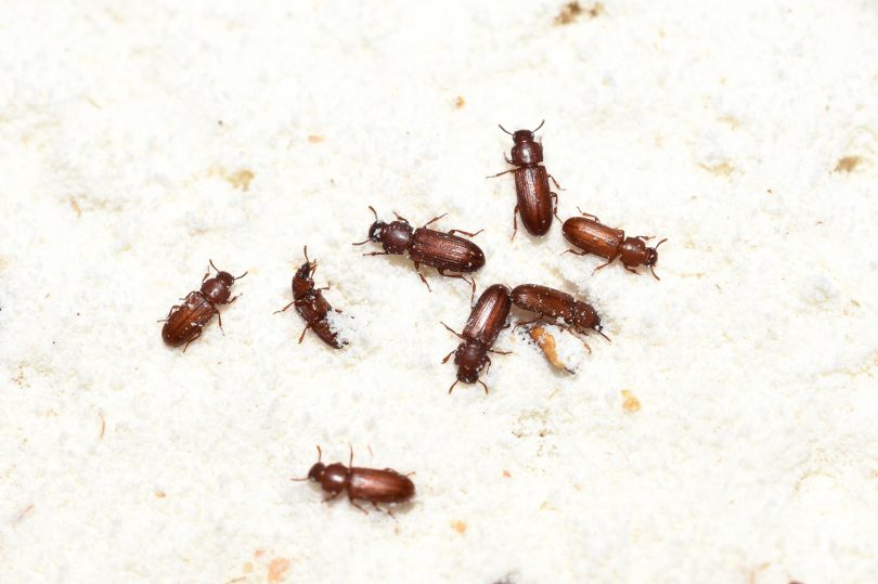 infestazioni delle derrate alimentari