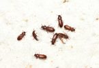 infestazioni delle derrate alimentari