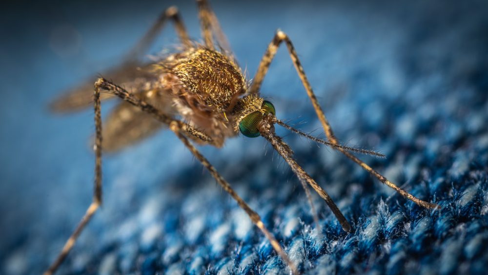 La zanzara causa del West Nile Virus