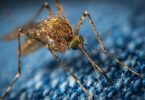 La zanzara causa del West Nile Virus