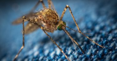 La zanzara causa del West Nile Virus