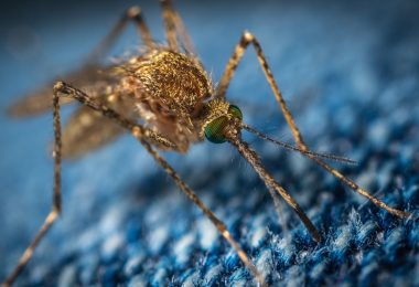 La zanzara causa del West Nile Virus