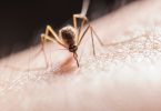 Zanzara e West Nile