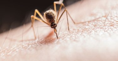 Zanzara e West Nile