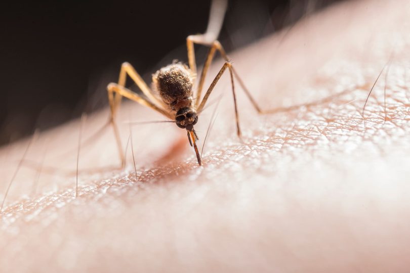 Zanzara e West Nile